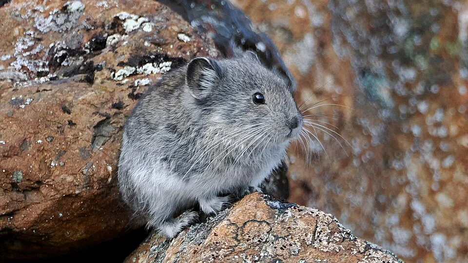 Collared Pika (Ochotona collaris) in the United States