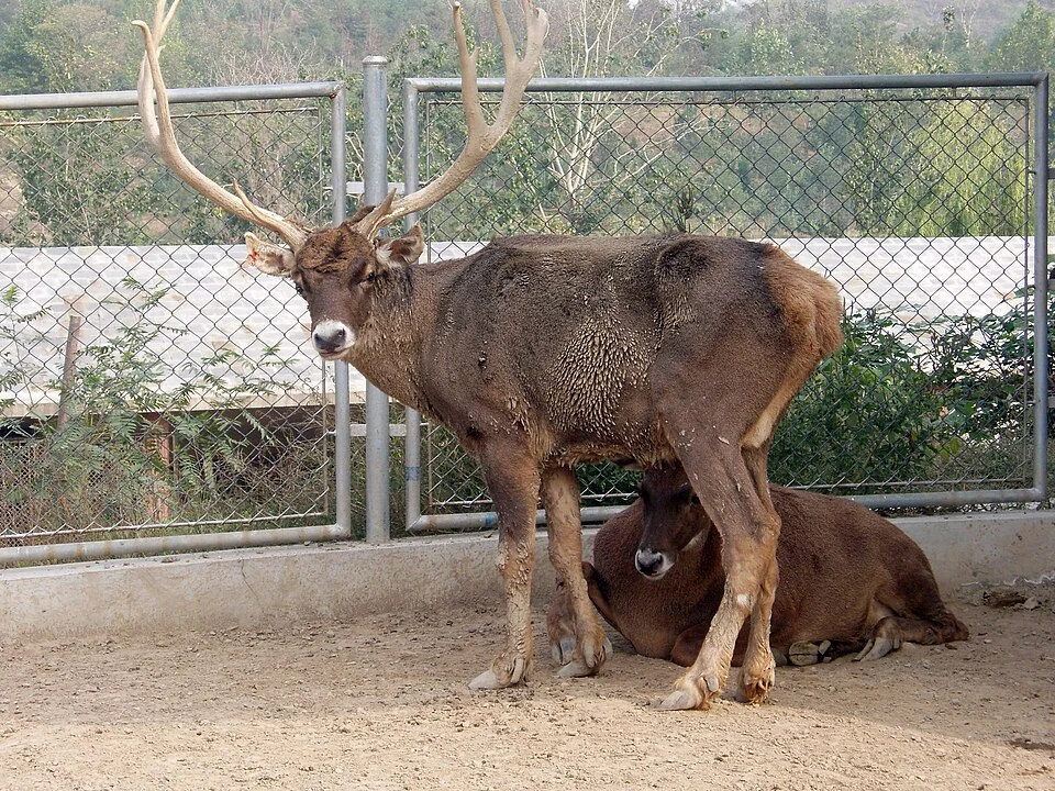 Thorold's deer（Cervus albirostris）