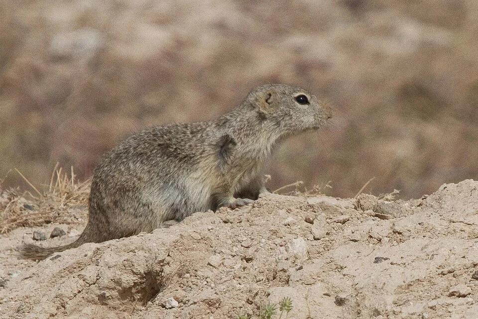 Piute Ground Squirrel (Urocitellus mollis). Species of mammal.