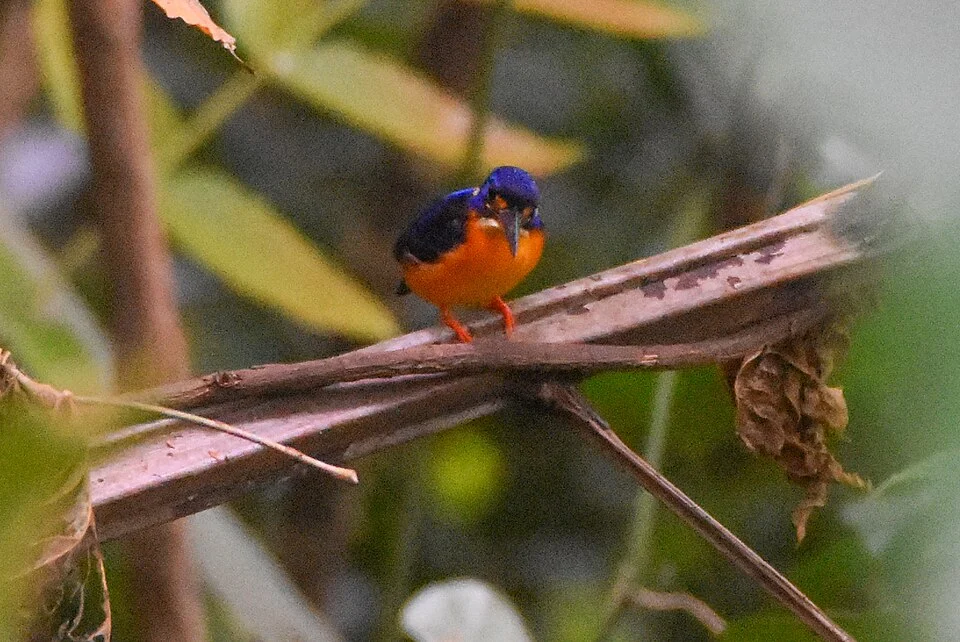 Ceyx sacerdotis, Kilu area, Talasea District, New Britain, Papua New Guinea, 2017-07-10 (iNaturalist).