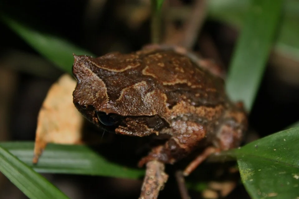 Found next to a forest stream on very low vegetation in Kinabalu National Park, at approximately 1585m above sea level.