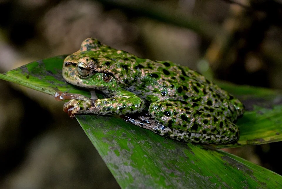 Thorny Spikethumb Frog (Plectrohyla acanthodes)