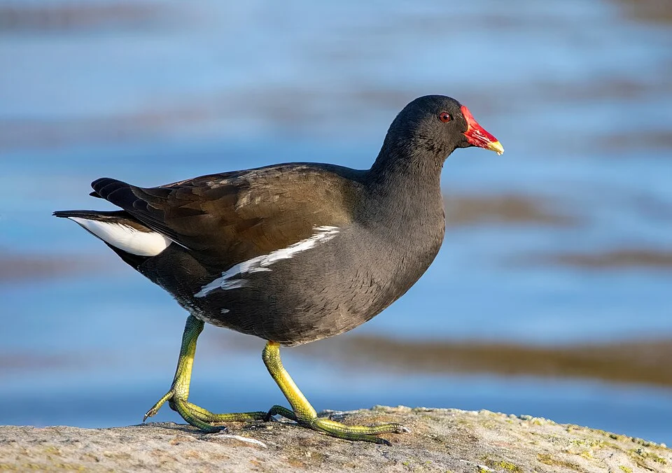 Common moorhen (Gallinula chloropus) on a rock in Parc des Chanteraines, Gennevilliers, France.
