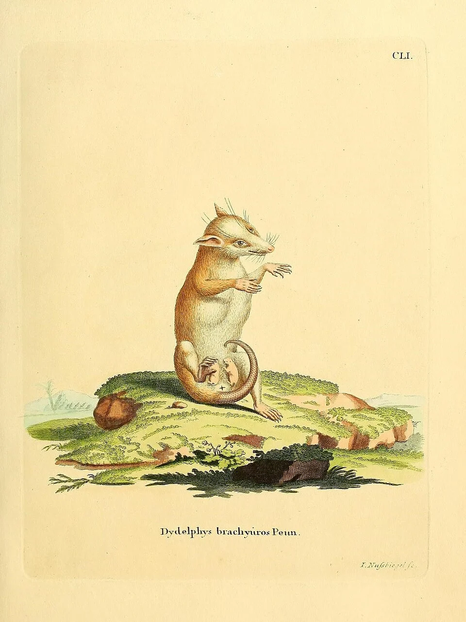 Monodelphis brevicaudata