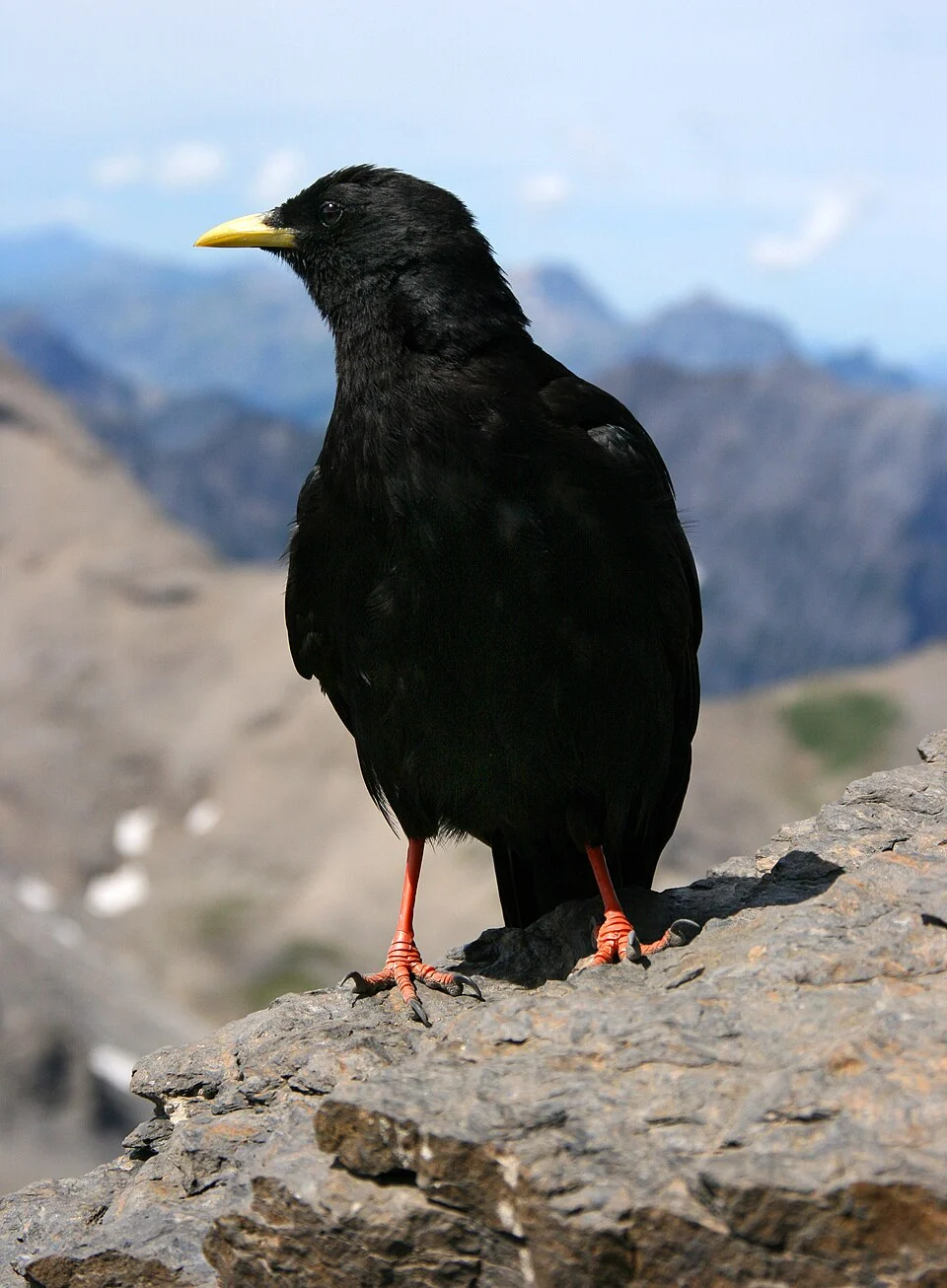 An Alpine Chough on Schilthorn, Bernese Alps, Switzerland.