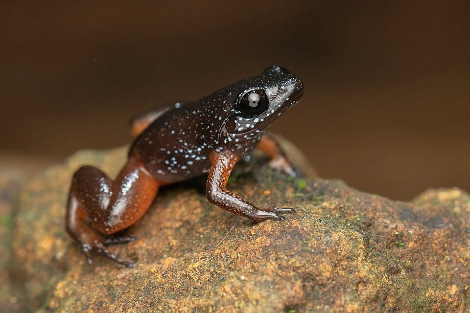 astrobatrachus kurichiyana