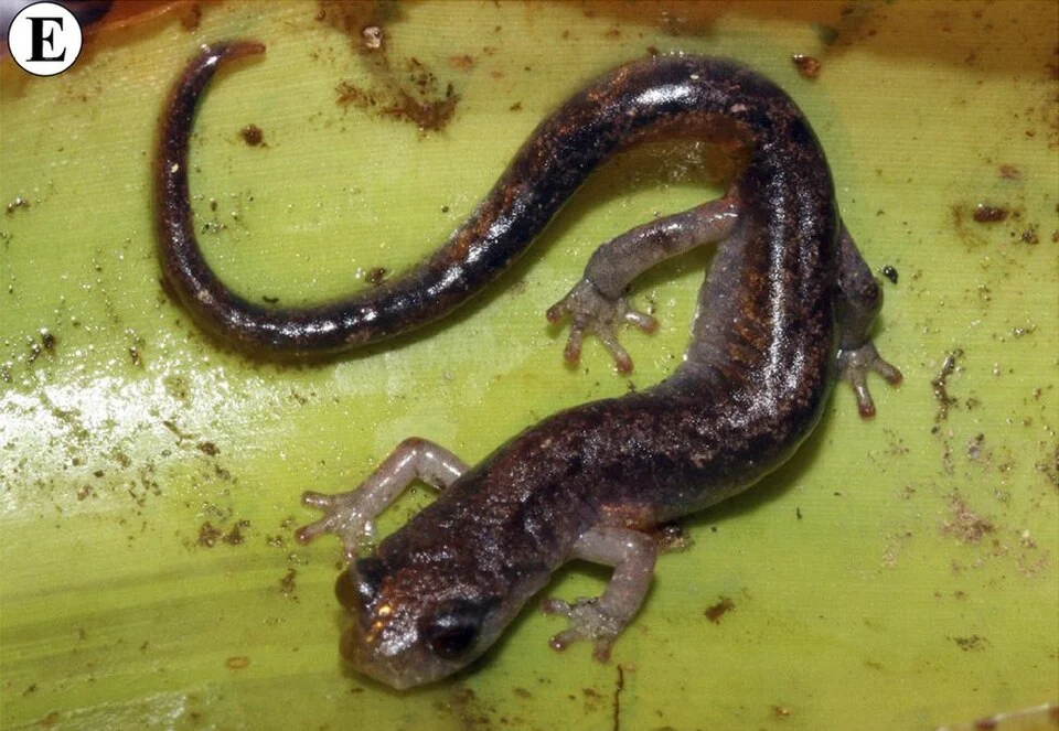 Salamander Pseudoeurycea ruficauda from near Plan de Guadalupe, Oaxaca, Mexico