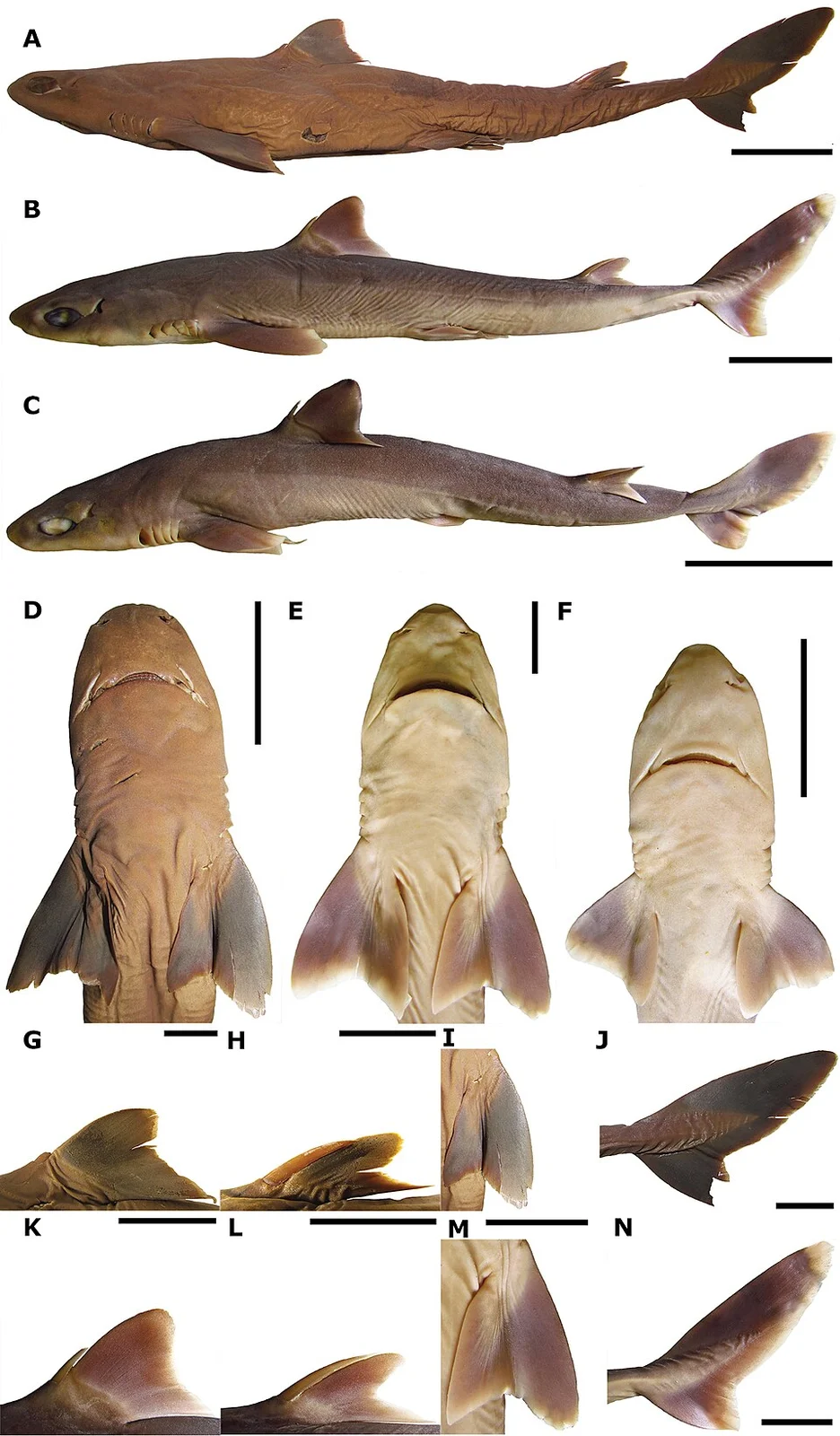 Figure 5; Squalus brevirostris: lateral (A–C) and ventral (D–F) views; first (G, K) and second (H, L) dorsal fins; pectoral (I, M) and caudal (J,N) fins. ZUMT 7630 (holotype), adult male, 426 mm TL (A, D, G–J); HUMZ 189762, adult male, 403 mm TL (B, E, K–N); HUMZ 189767, juvenile male, 275 mm TL (C, F). Scale bars: 50 mm (A–F); 20 mm (G–N).