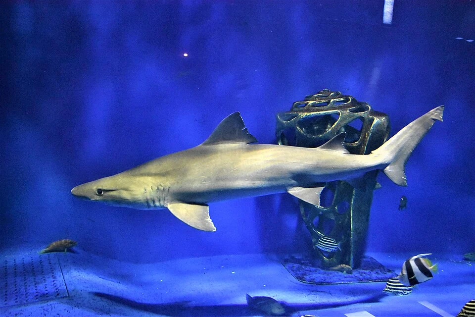 Odontaspis ferox swim in an aquarium.
This photo was taken at Keikyu Aburatsubo Marine Park in May 2021.