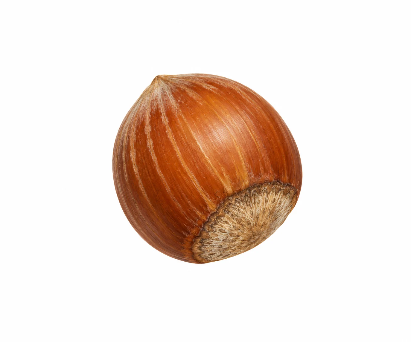 Hazel nut study