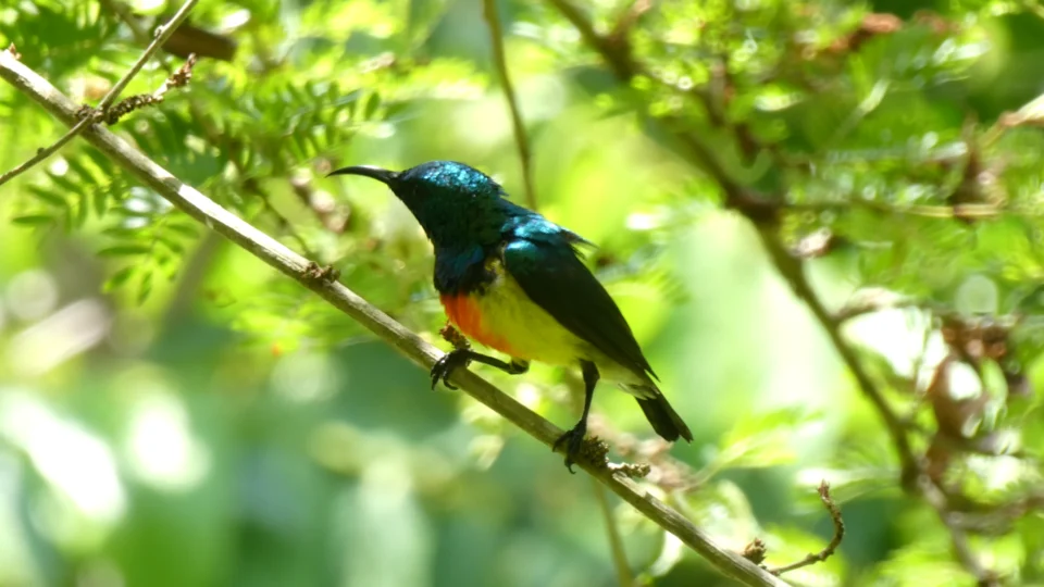 Mayotte sunbird (Cinnyris coquerellii)