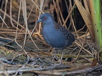 Black Rail; Arari, Maranhão, Brazil