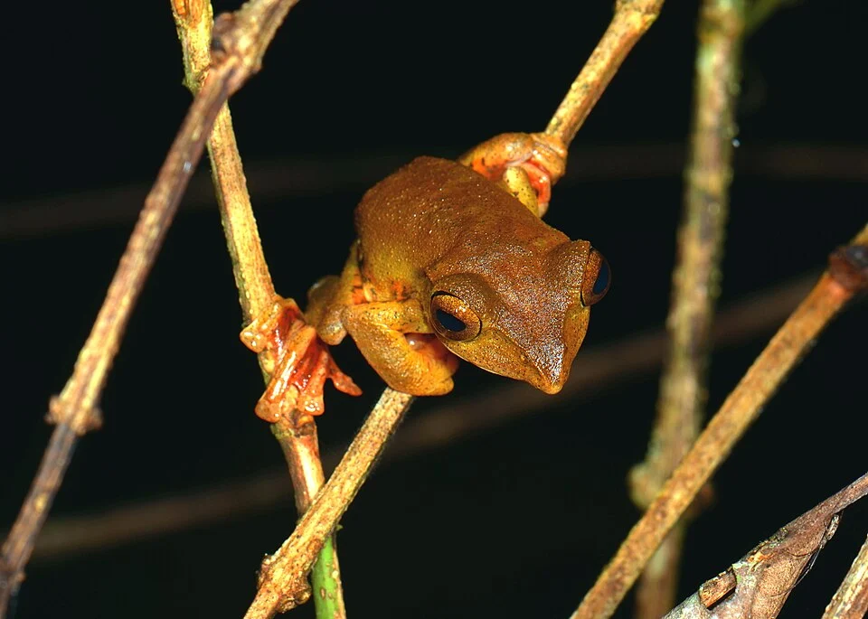 Rhacophorus barisani in Indonesia