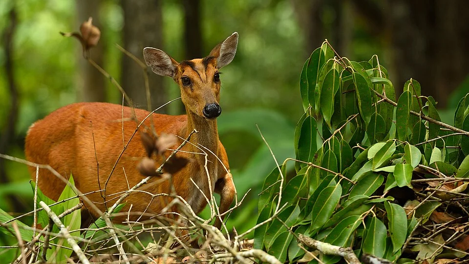 Northern Red Muntjac female, Muntiacus vaginalis in Khao Yai national park, Thailand

This photo is published under the Creative Commons Attribution-Share-Alike Licence.
You are free to use this image, as long as it is shared with attribution under the same licence together with the appropriate credits:

By: Tontan Travel

Link: <a href="http://www.tontantravel.com/" rel="nofollow">www.tontantravel.com/</a>