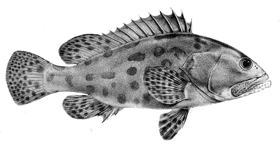 Epinephelus tukula