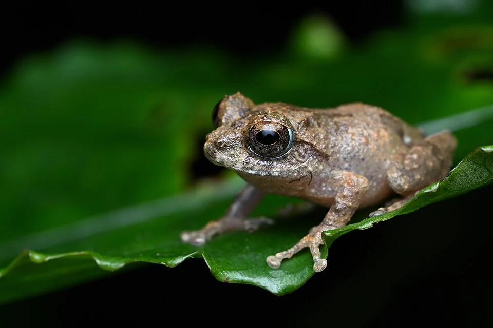 Pseudophilautus decoris