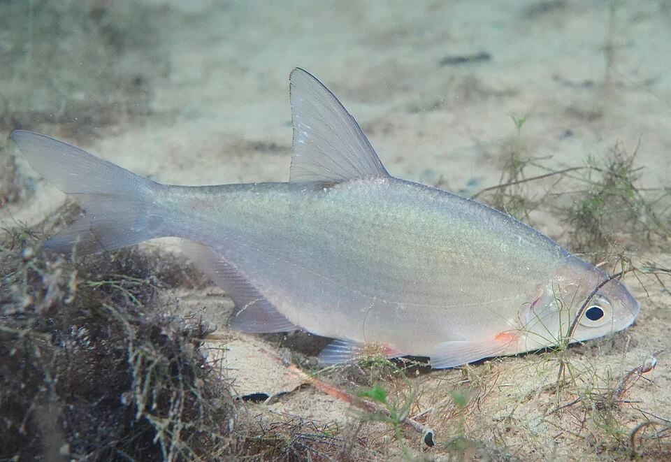 White bream underwater