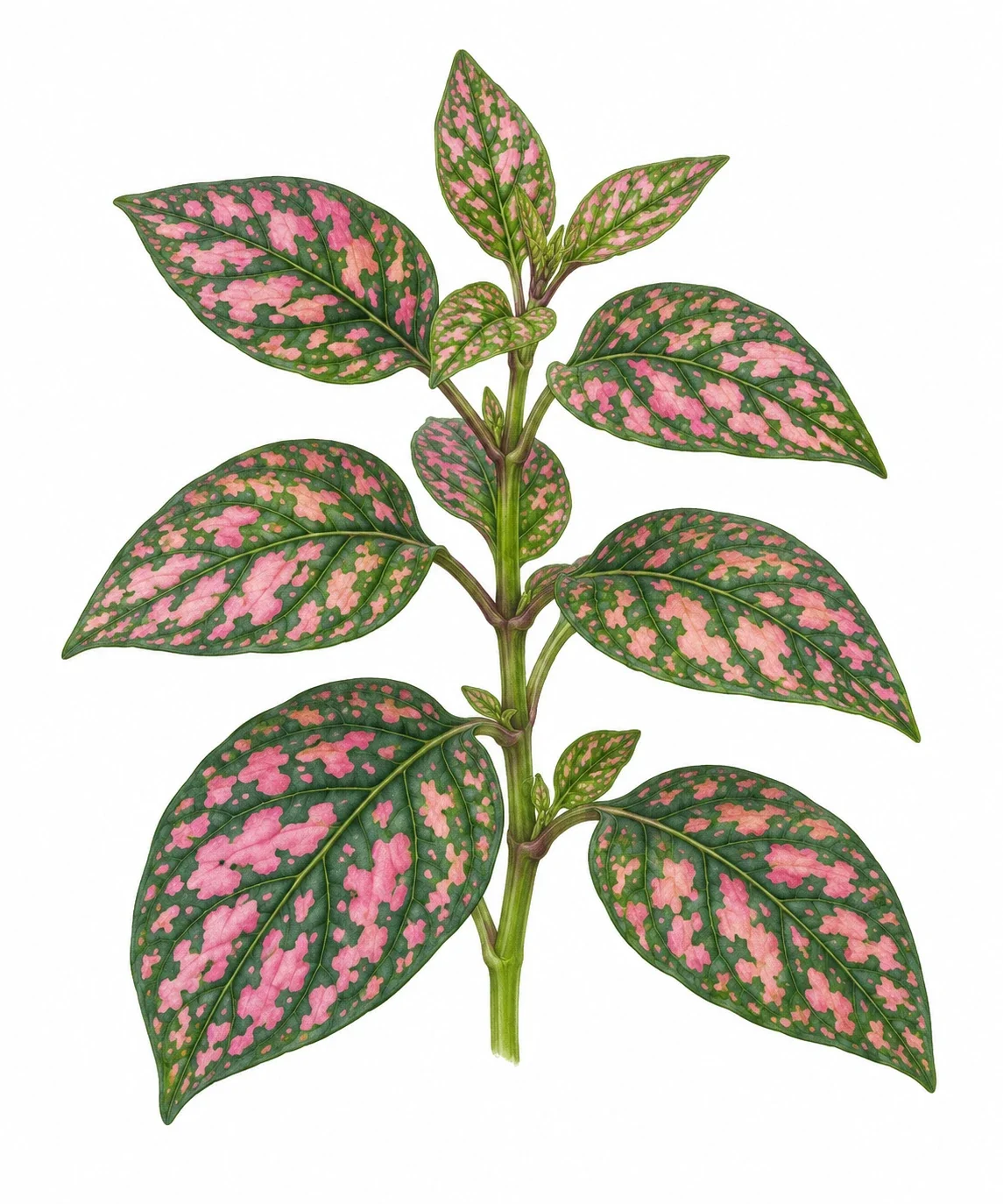 AI interpretation of Hypoestes phyllostachya.