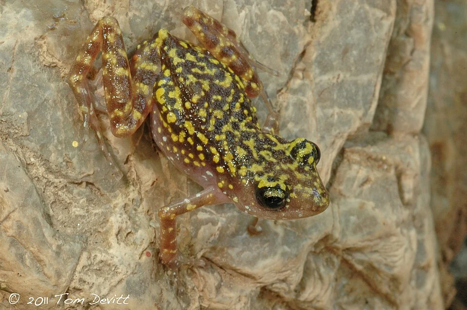 Photo of Eleutherodactylus saxatilis uploaded from iNaturalist.