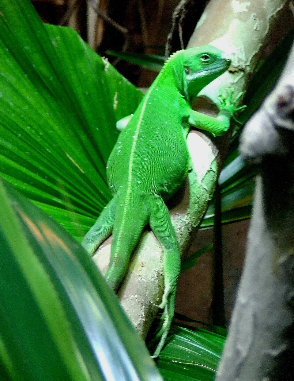 Brachylophus bulabula, an iguanid lizard endemic to some islands of Fiji. This individuum was shown in the Aquarium of the Cologne Zoological Garden.