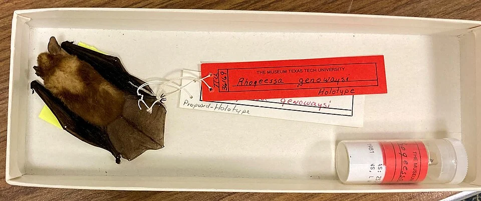 Holotype of Rhogeessa genowaysi in the Natural Science Research Laboratory's (NSRL) collection at the Museum of Texas Tech University.