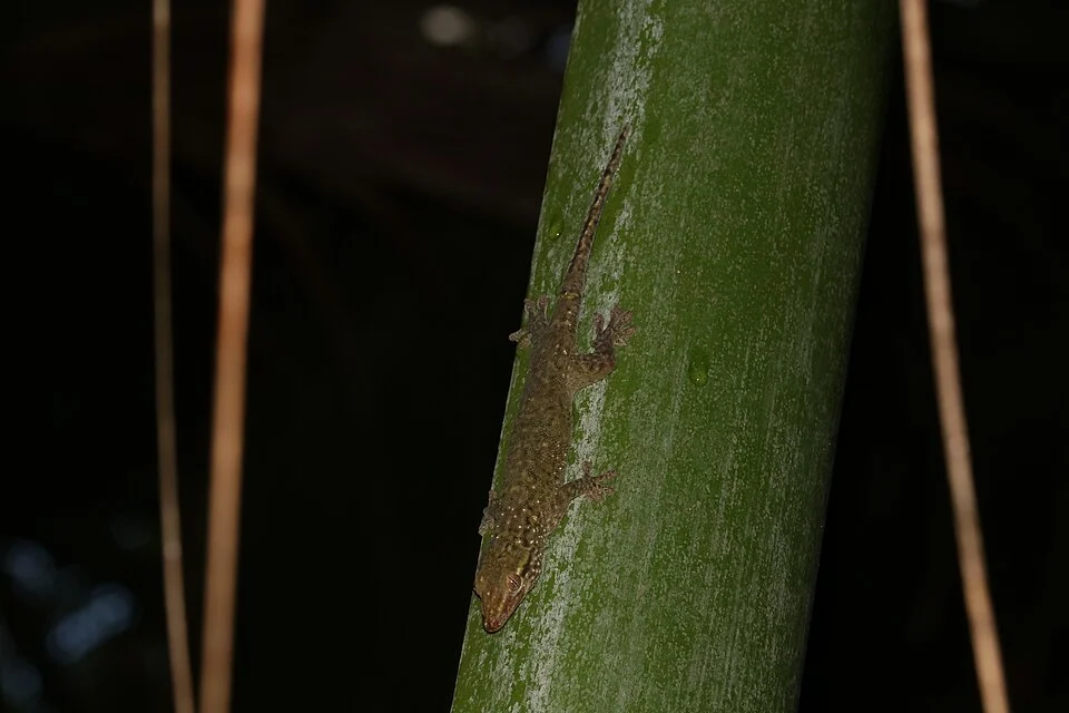 Ailuronyx tachyscopaeus found in Vallée de Mai on Praslin