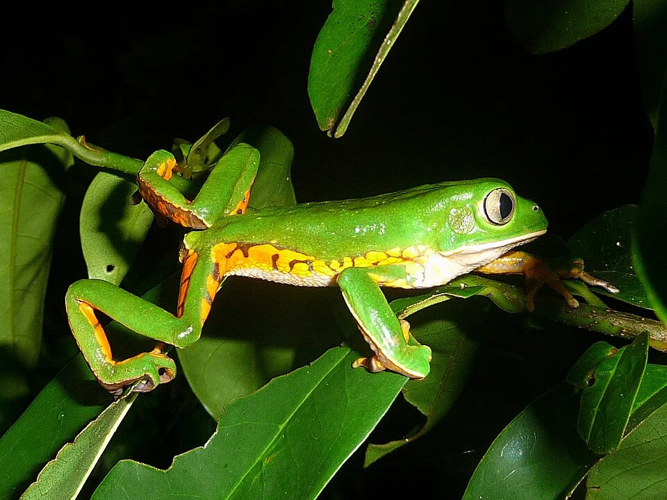 Animal fotografado em saída a campo para a Estação Ecológica de Águas de Santa Bárbara