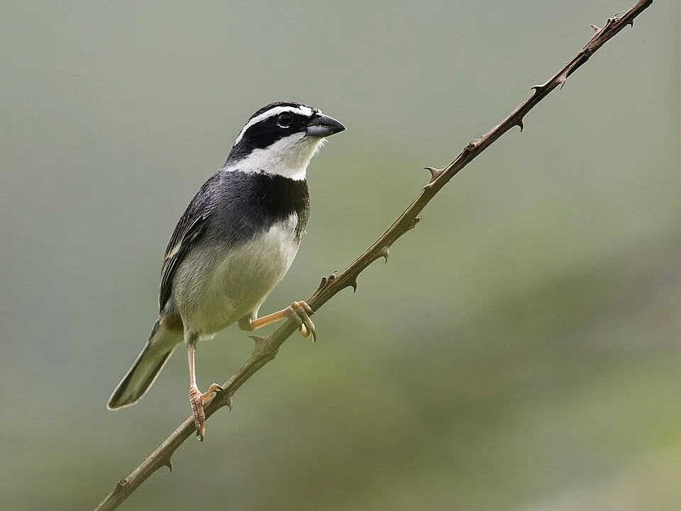 A male Collared Warbling-Finch (Poospiza hispaniolensis) from Machalilla National Park, Manabí, Ecuador.