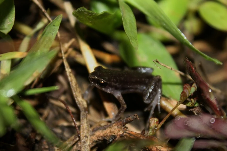 A juvenile something, possibly Ansonia?

Found in marshland in Sa Kaeo, Thailand.
