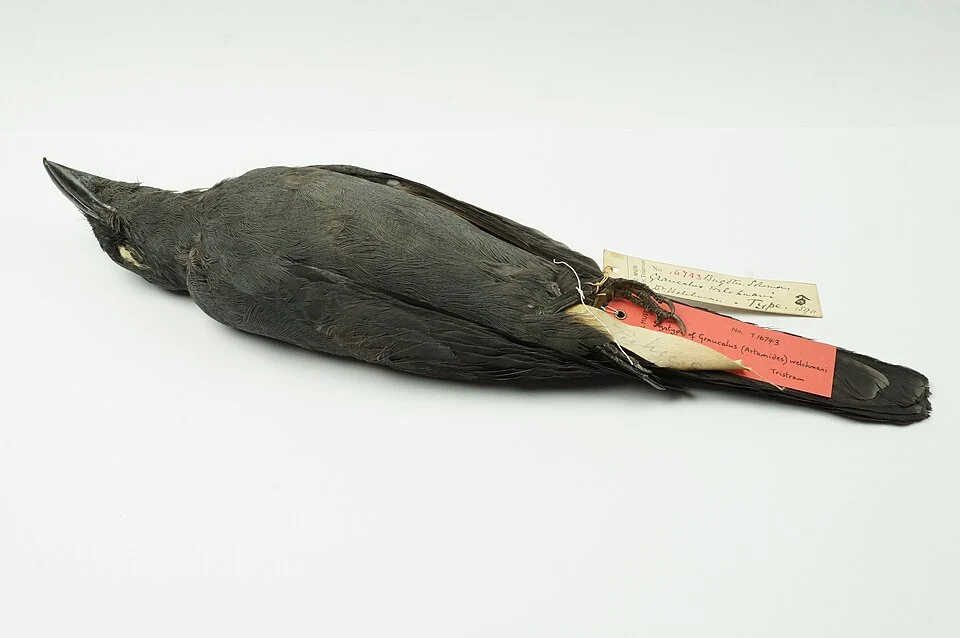 Syntype of Graucalus (Artamides) welchmani Tristram (NML-VZ T16743) held at World Museum, National Museums Liverpool