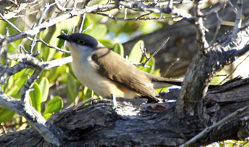 Dark-billed Cuckoo Coccyzus melacoryphus, Galapagos.