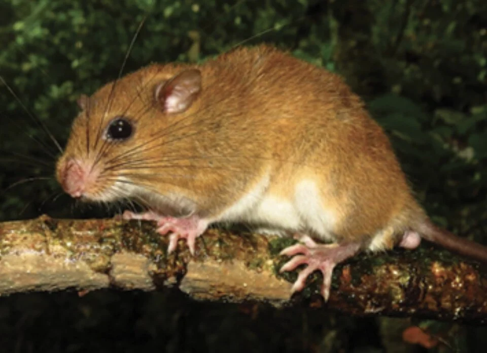 Rhipidomys caucensis