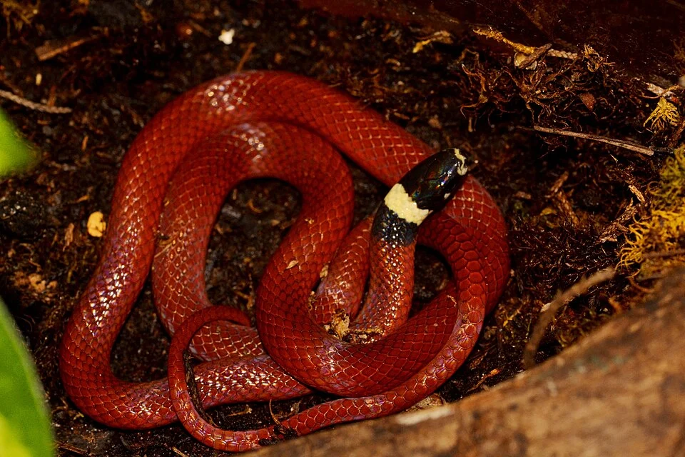 Snake of the species Tantilla rubra in Chiapas, Mexico in October 2014.