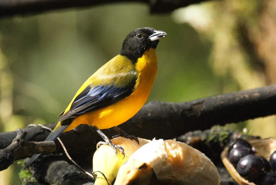 A Black-chinned Mountain-tanager in Ecuador.