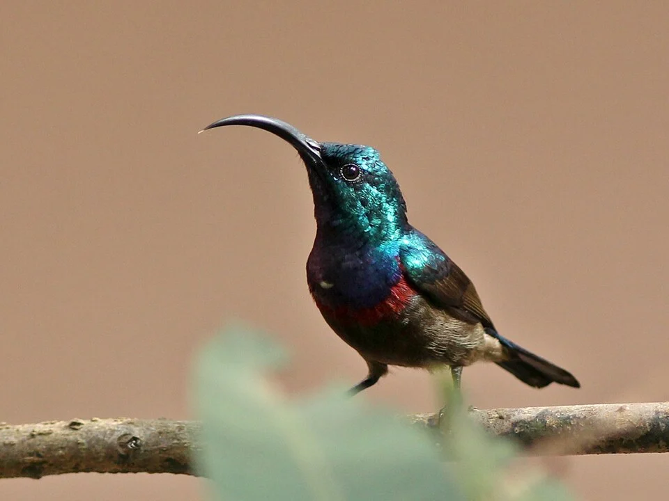 Here one can see the maroon breast band. The adult male is mainly glossy purple with a grey-brown belly.
