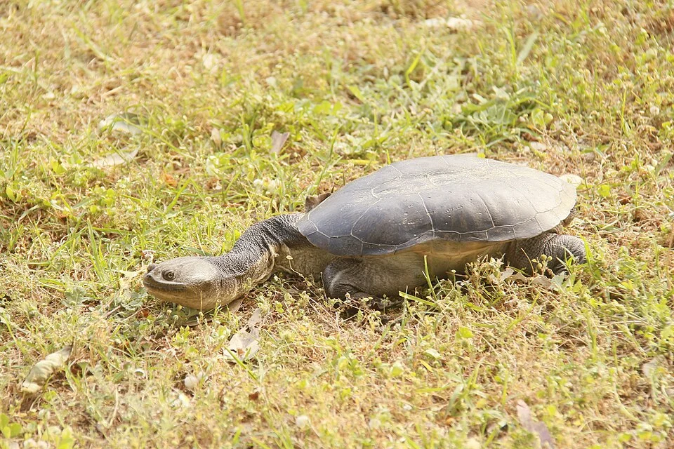 Chelodina oblonga photographed in Perth, Western Australia.