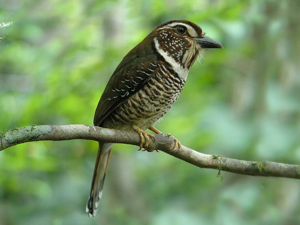 Short-legged Ground-roller, Masoala National Park, Madagascar
This Short-legged Ground-roller was "digiscoped" with an incredible 2 seconds exposure time ! It was displaying its typical courtship call, under dark forest cover, perched ca. 4 meters above ground.
Swarowski 80 HD 30 X, Coolpix P5100 (Adapter DCB)