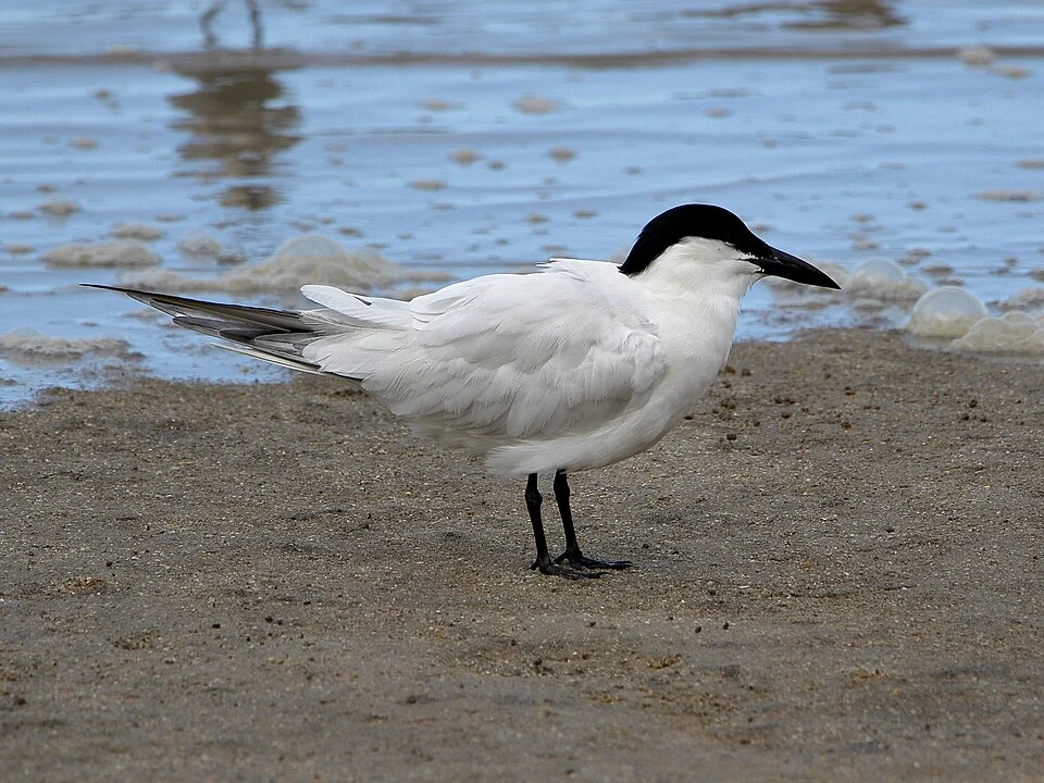 Australian Tern Gelochelidon macrotarsa, Cairns, Queensland, Australia.