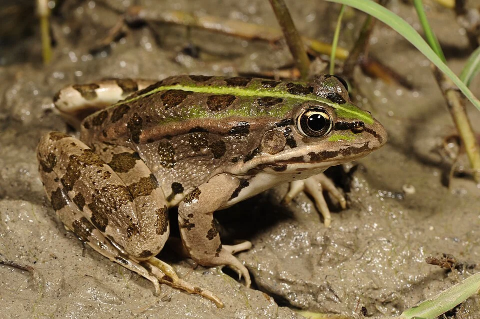 Epirus Water Frog (Pelophylax epeiroticus) from Peloponnesus