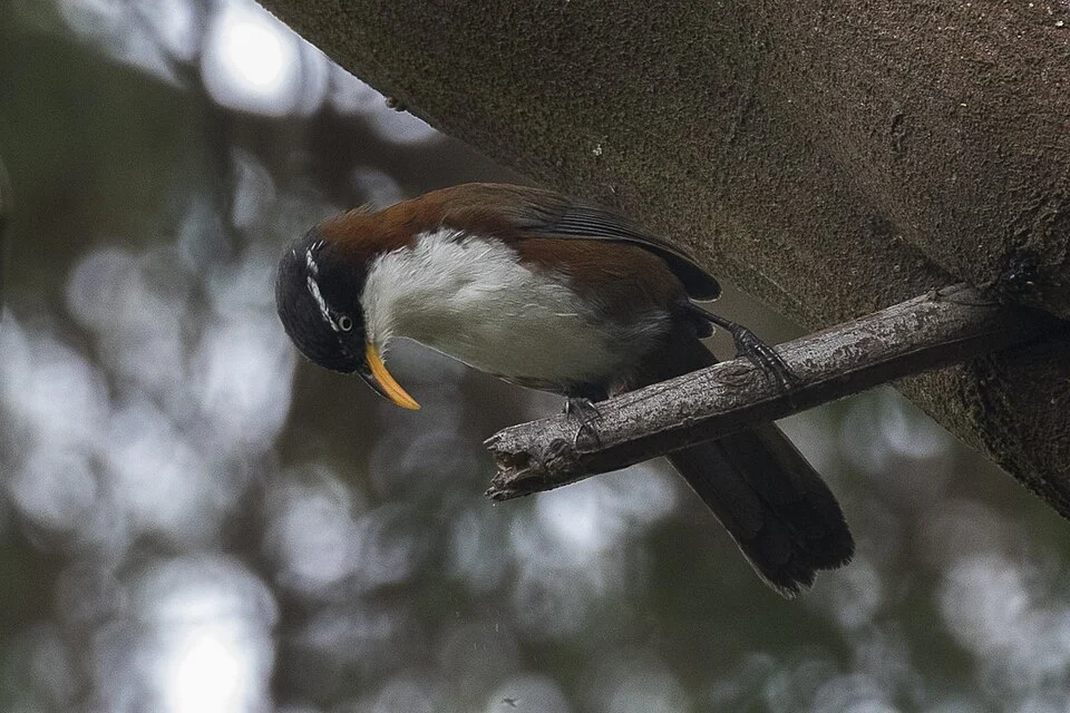 Chestnut-backed Scimitar-babbler - Ijen - East Java_MG_7589