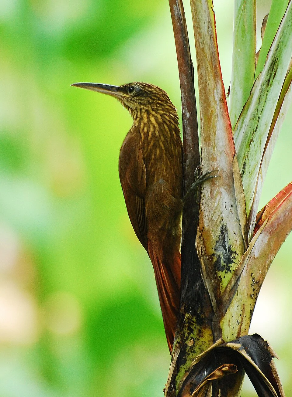 Cocoa Woodcreeper at Selva Verde Lodge, Costa Rica, 080225. Xiphorhynchus susurrans.