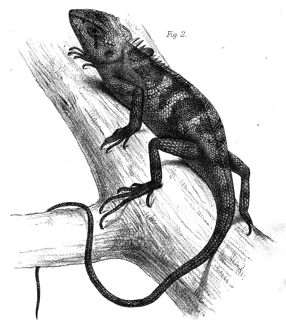 Japalura yunnanensis.