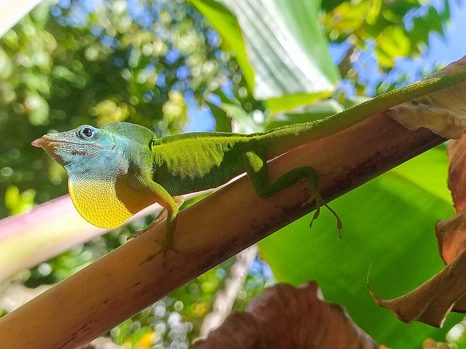 Anolis marmoratusDuméril&Bibron, 1837