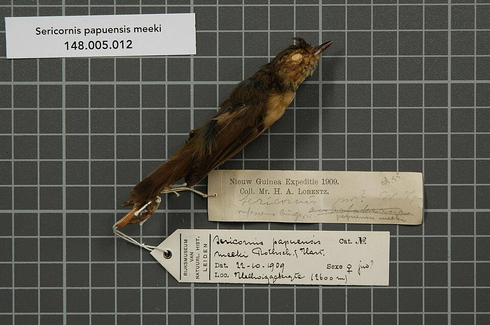 Sericornis papuensis meeki Rothschild & Hartert, 1913