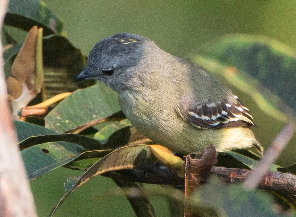 Gray Elaenia near Sacha Lodge, Ecuador
