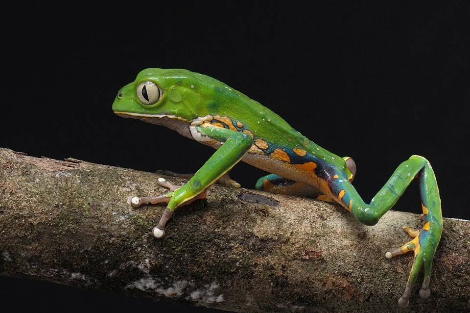 Perereca- macaco - Phyllomedusa bahiana, espécie arborícola de tamanho médio encontrada na Bahia.
