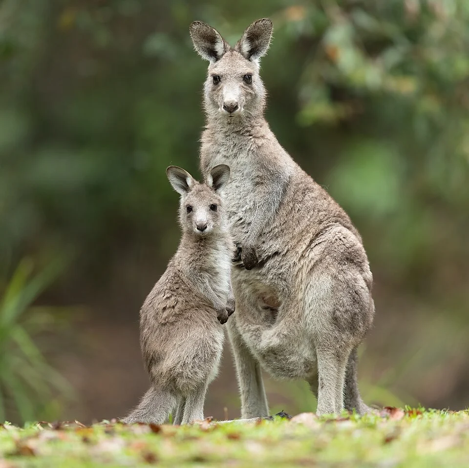 Eastern Grey Kangaroo mother and joey, Brunkerville, New South Wales, Australia