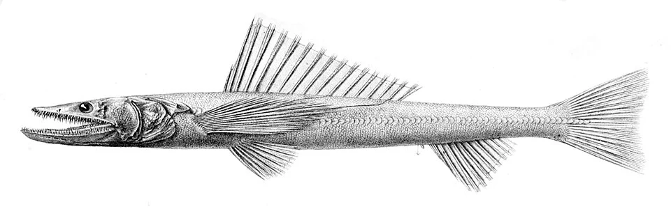 Bathysaurus ferox