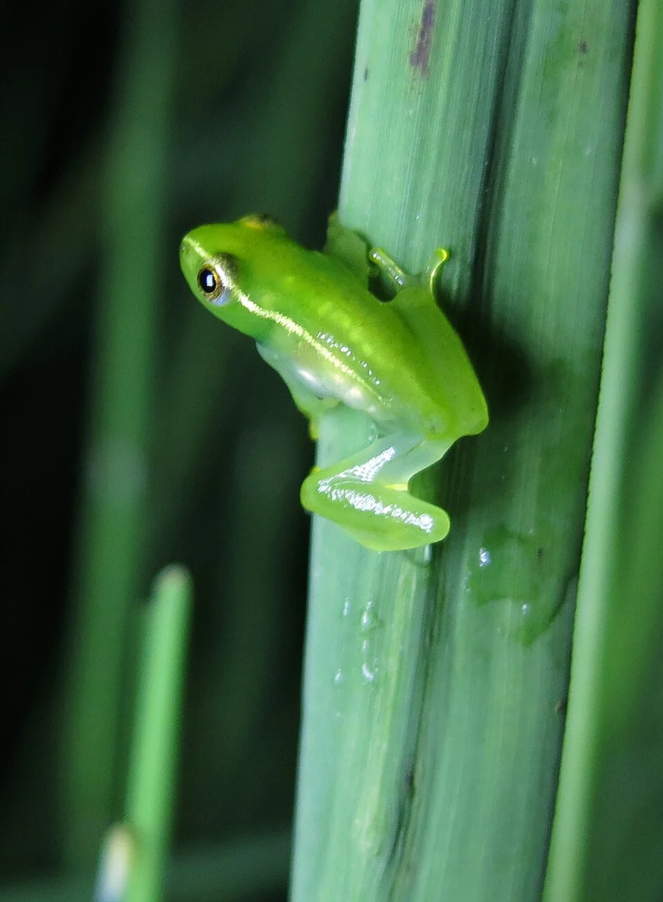 Hyperolius acuticeps in situ