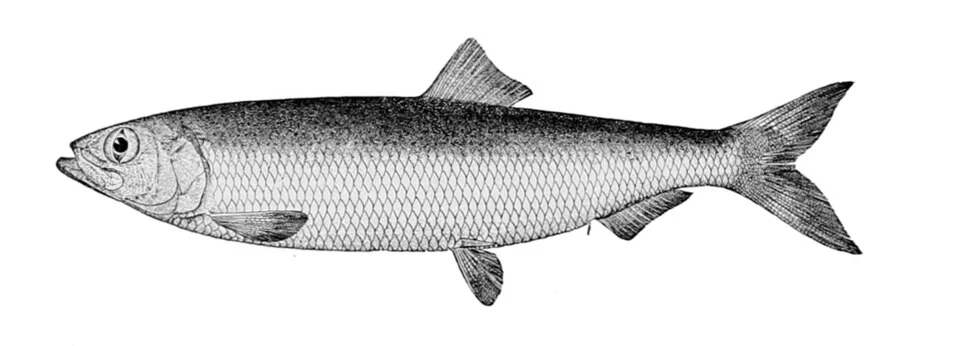 Clupea pallasii pallasii